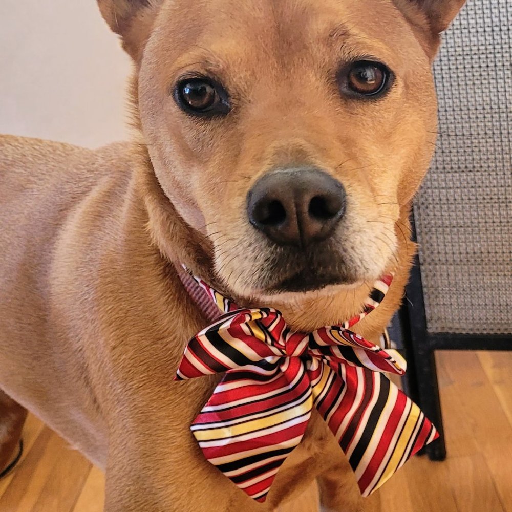 Dog bow ties set of 2